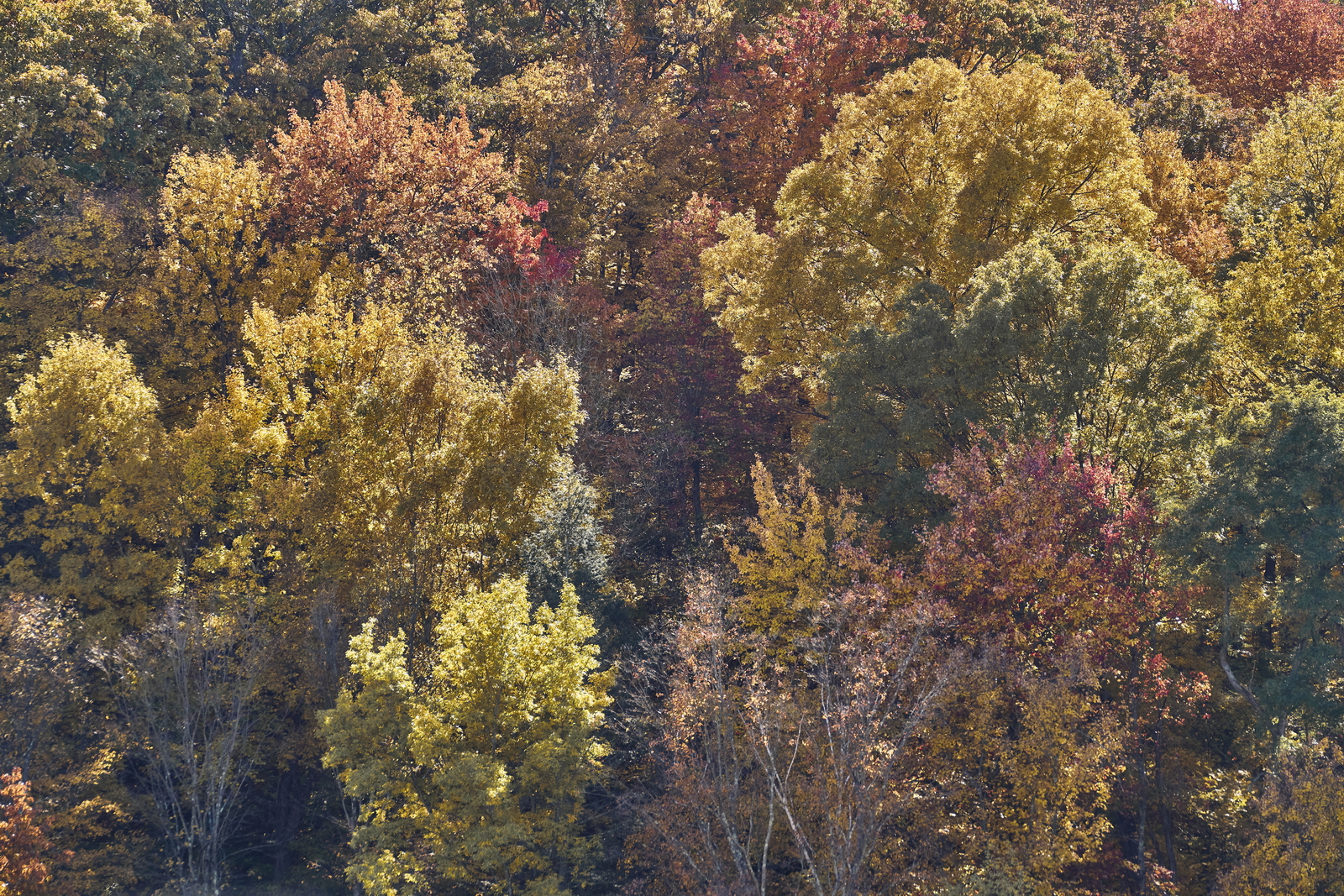 Indian Summer, Letchworth State Park, NY, USA